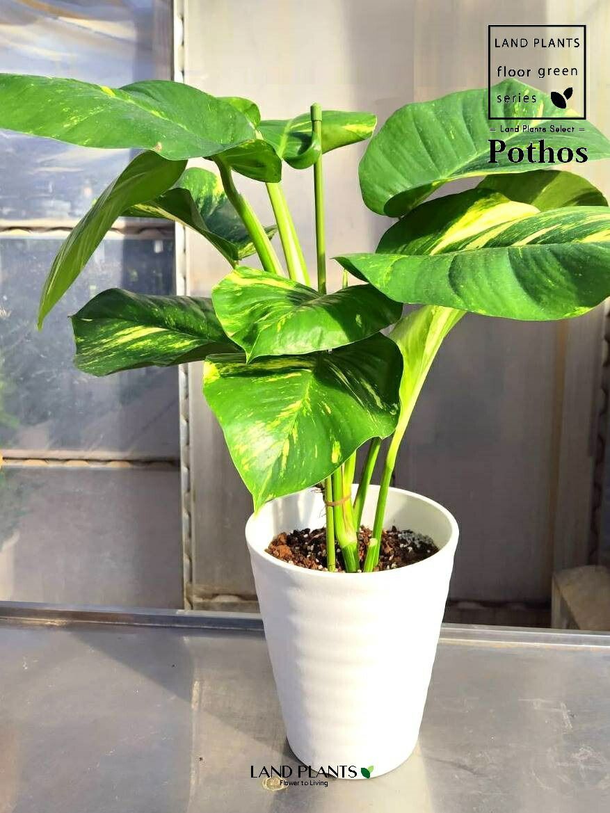 ポトス（グランデ） 7号 白色 プラスチック鉢 Pothos grande