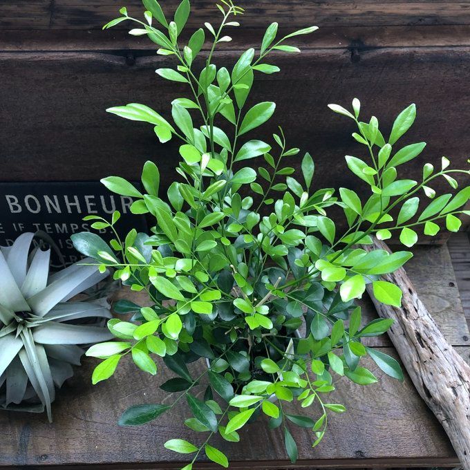 絶版 美品✨ リチャードジノリ インペログリーン 長方形トレイ 廃版