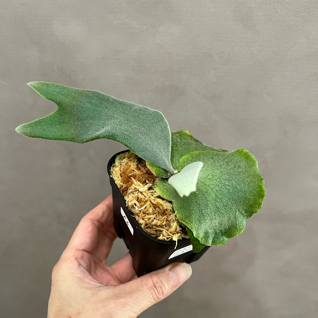 P. willinckii bogor（胞子培養株） P. willinckii 'Bogor' spore 成長記録 2023.11.3｜🍀GreenSnap