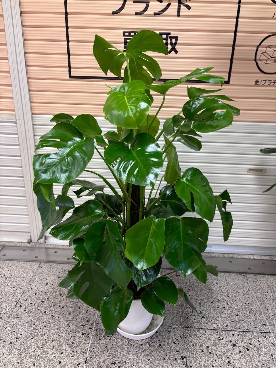 観葉植物 モンステラ 4号」の人気商品一覧 | 安い商品を通販サイトから