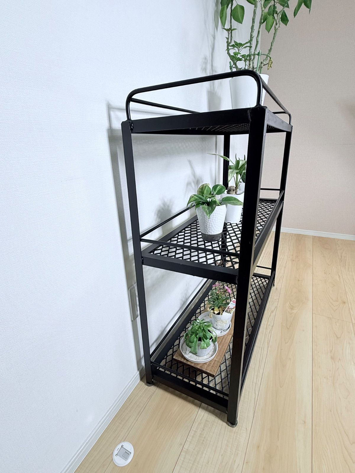 ボタニカルシェルフ アイアン 観葉植物棚 アガベ育成棚 観葉植物 棚