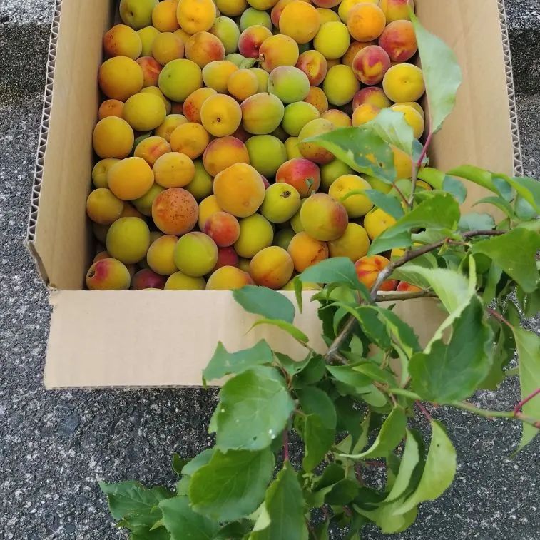 除草剤不使用 富山稲積梅