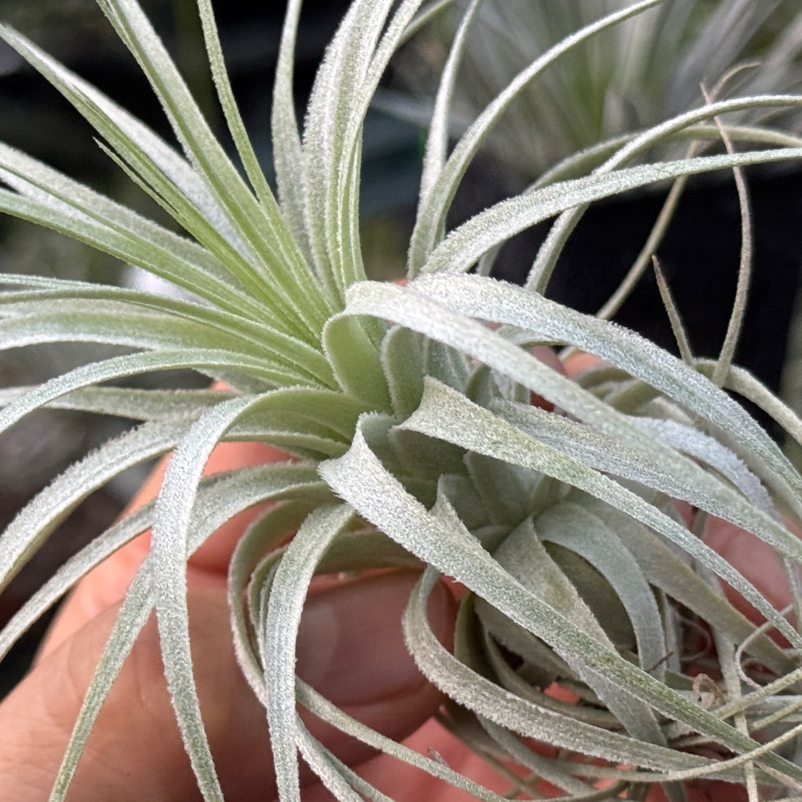 チャペウエンシス