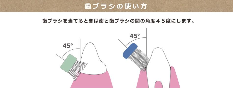 猫用歯ブラシ