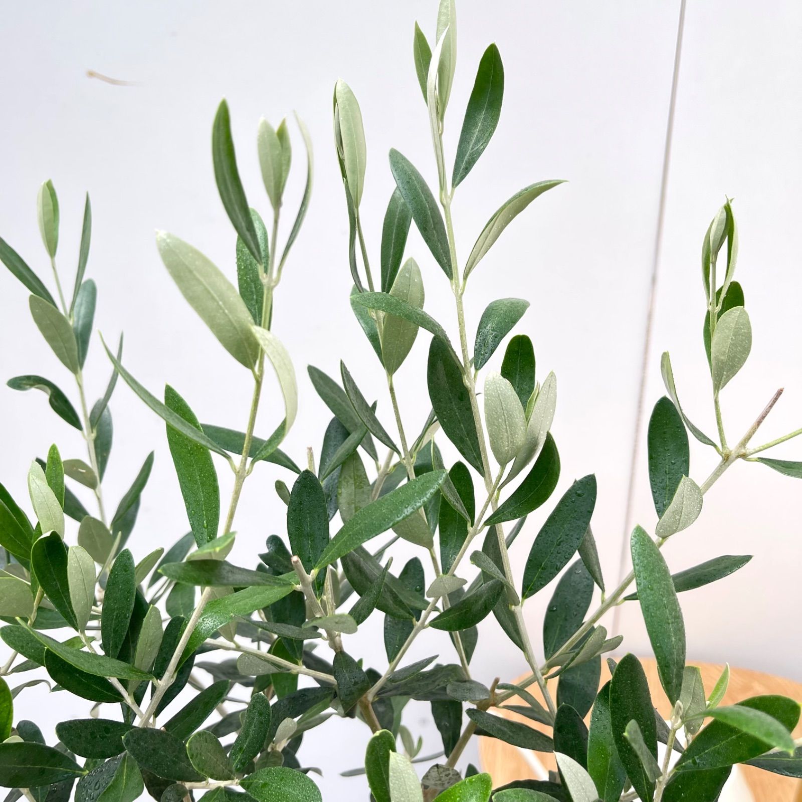 オリーブ ルッカ 23【現品】観葉植物 創樹 SOUJU 6号 - メルカリ