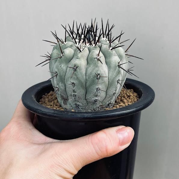 ピ*ン様 黒王丸 サボテン：コピアポア 黒王丸 ツギ*幅7.5cm 現品！一品限り