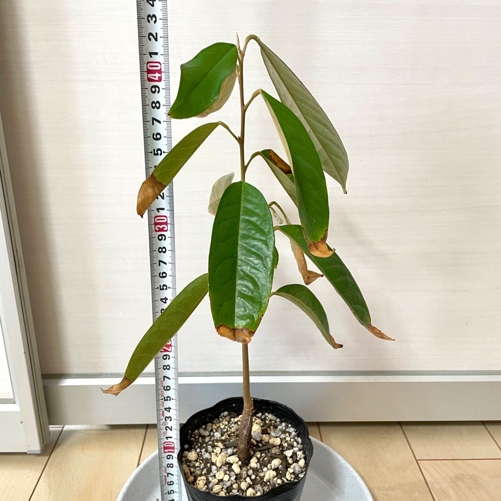ドリアン苗 レア品種 Durio Graveolens苗 ドリアン苗Durio 称さ graveolens
