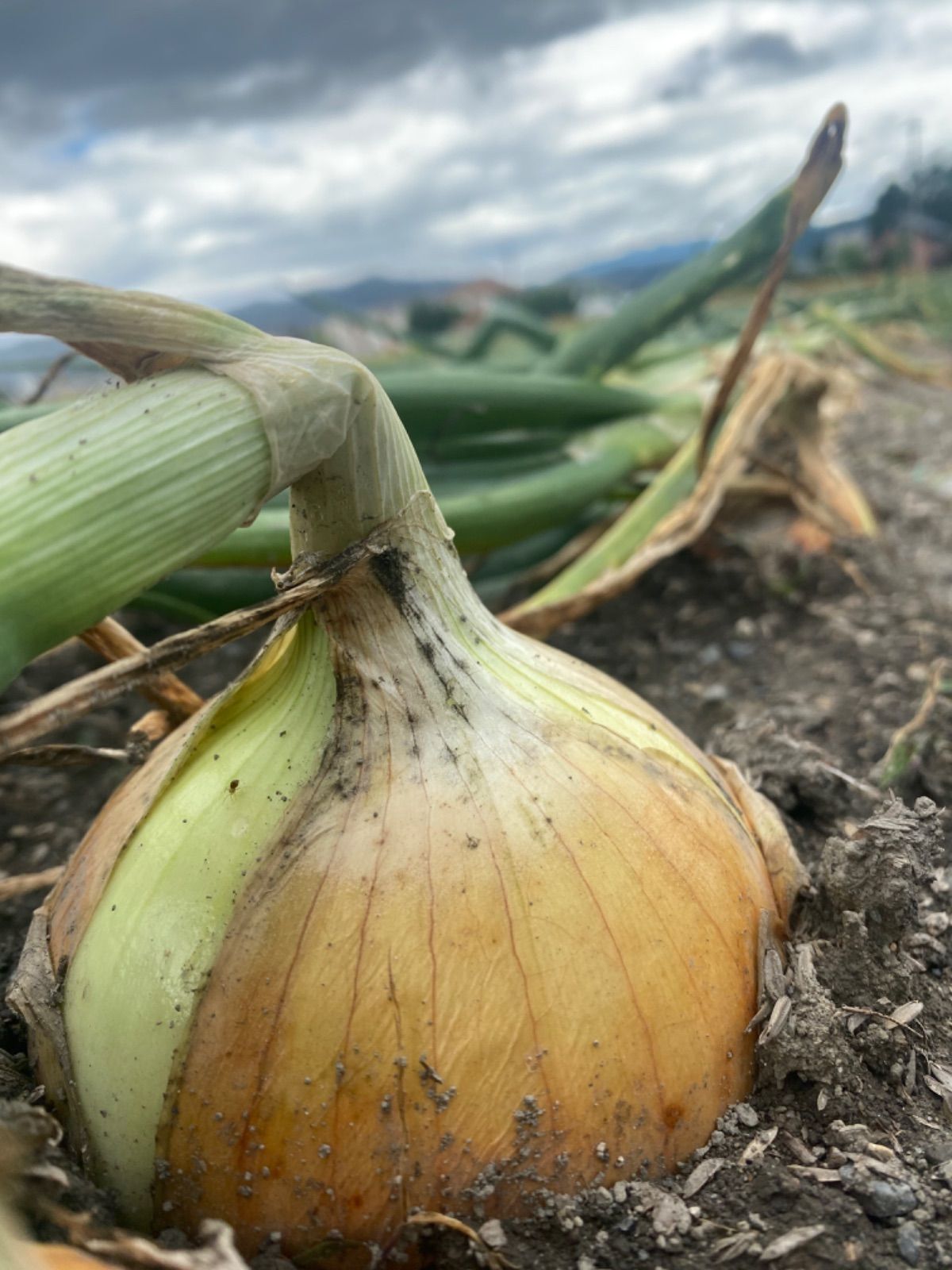 玉ねぎ苗 ネオアース 100本！期間限定販売 - メルカリ