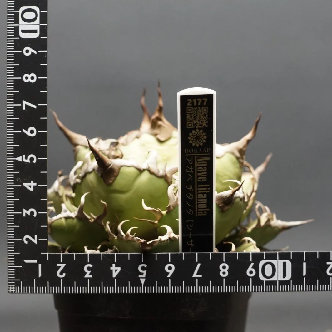 アガベ チタノタ シーザー 中株 LIZE産 シーザー 中株 限定割引中