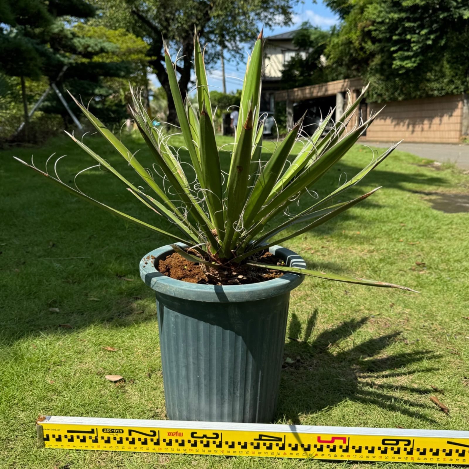 国内生産株】ユッカ・カルネロサーナ - メルカリ