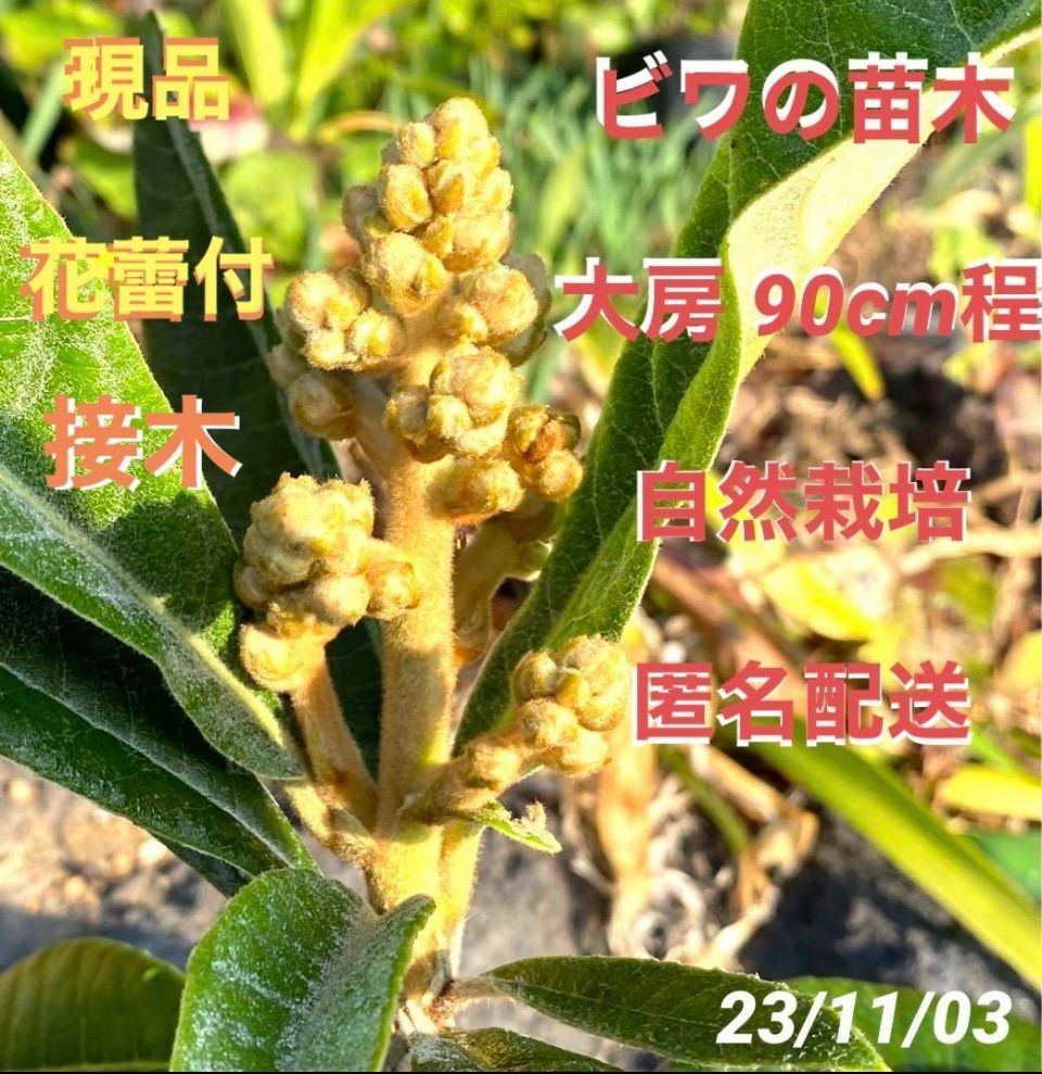 ビワ苗木 大房接木 2本同梱 自家製酵素栽培 完全無農薬 4322-1-1.jpg