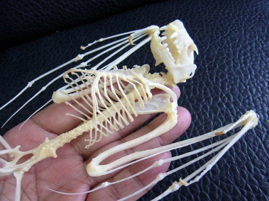 羽を広げた デマレルーセットオオコウモリの全身骨格標本 - メルカリ