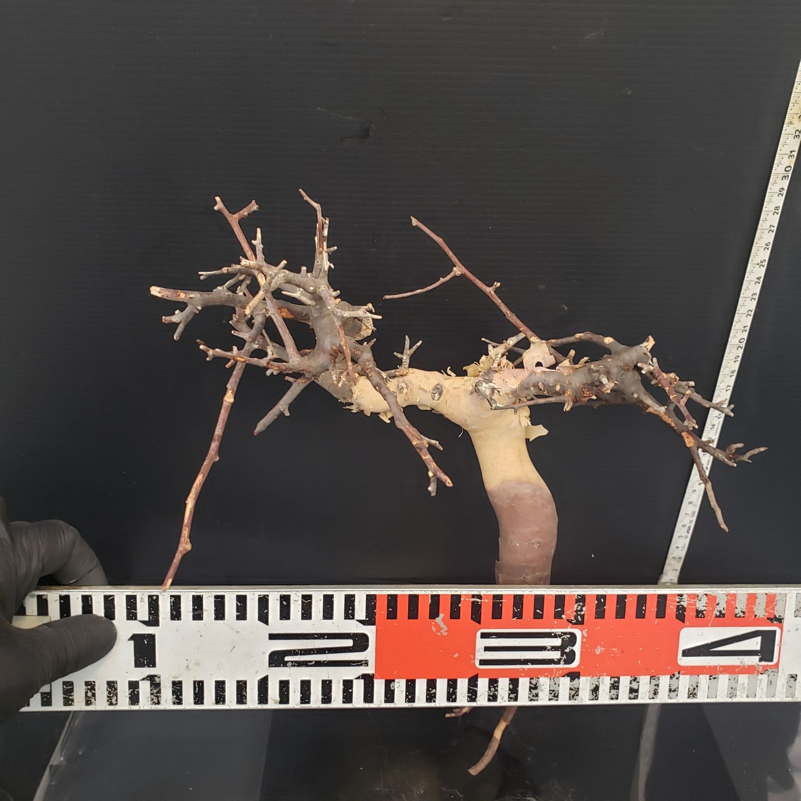 Z426 最新到着 Commiphora カタフピュア 現地球 抜き苗 灌木系 塊根植物 コミュフォラ カタフピュア