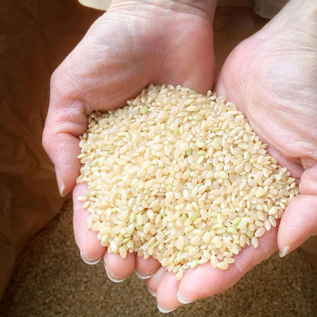 新米 令和5年 埼玉県産 コシヒカリ 白米 20kg 精米料込み - 米・雑穀・粉類