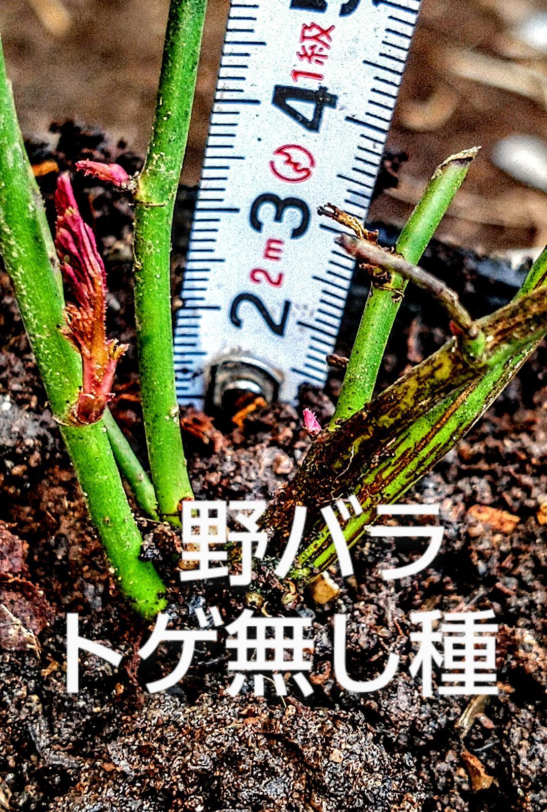 20本 根元の直径