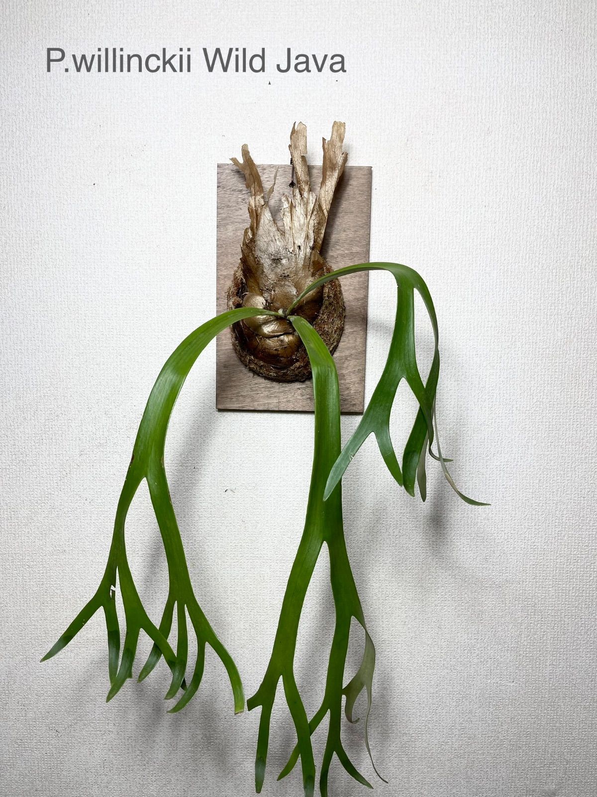 500円引きクーポン P.willinckii Wild Java | ikebana-ohana.com