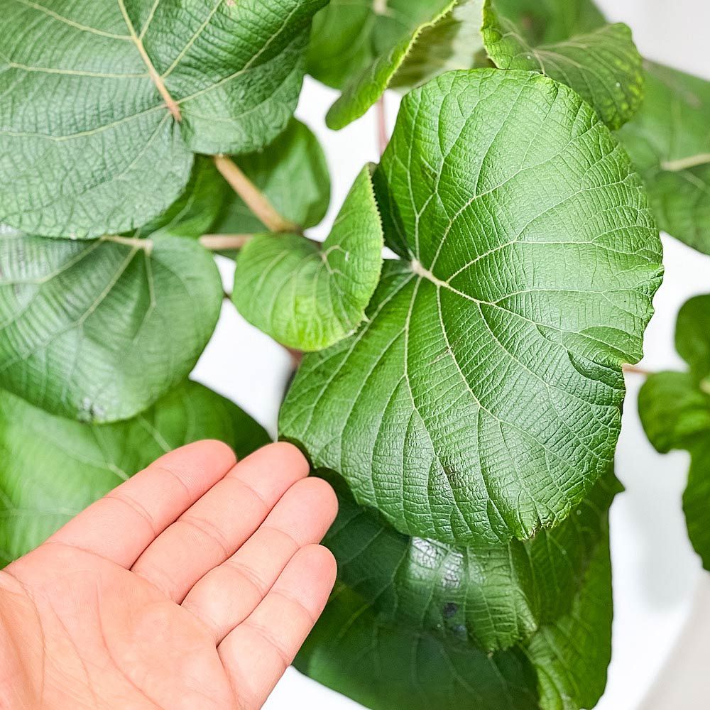 PLANCHU 果樹 キウイフルーツ 雌木 スーパーゴールド 接ぎ木苗 4号鉢 Actinidia chinensis cv. ゴールドキウイ  アクチニジア 果樹苗 苗 - メルカリ