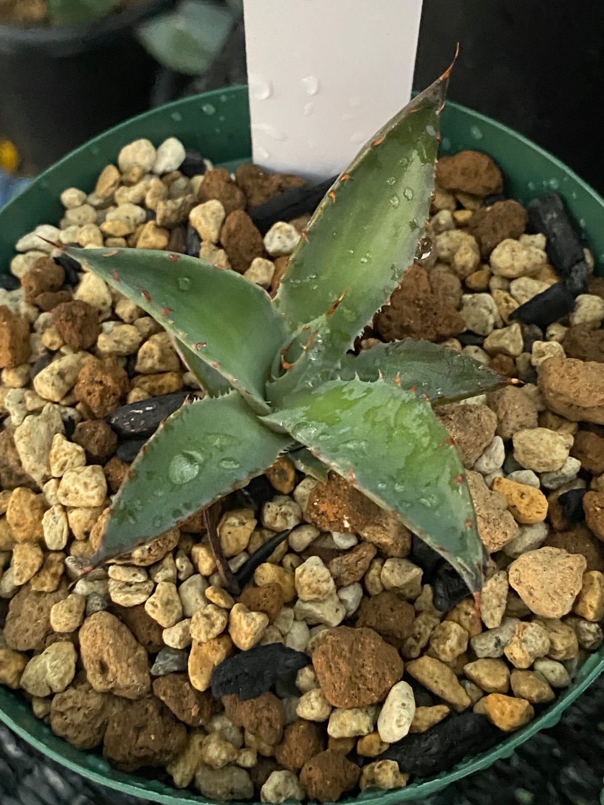 アガベ ブルーグロー×コロラータ hyb 発根済み - メルカリ