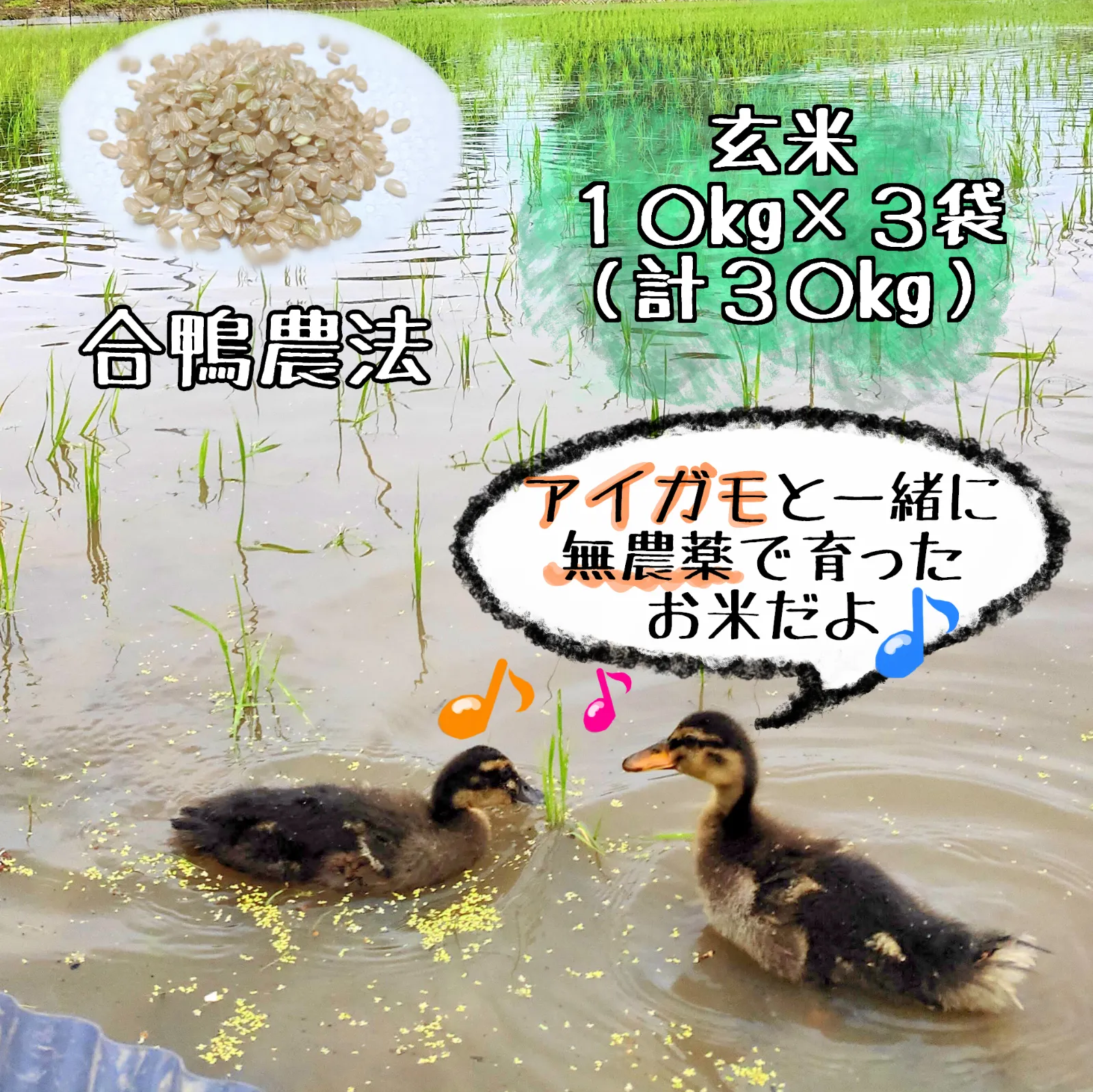【令和6年産完売】アイガモと一緒に農薬不使用で育ったお米★農林48号 10kg×3 玄米