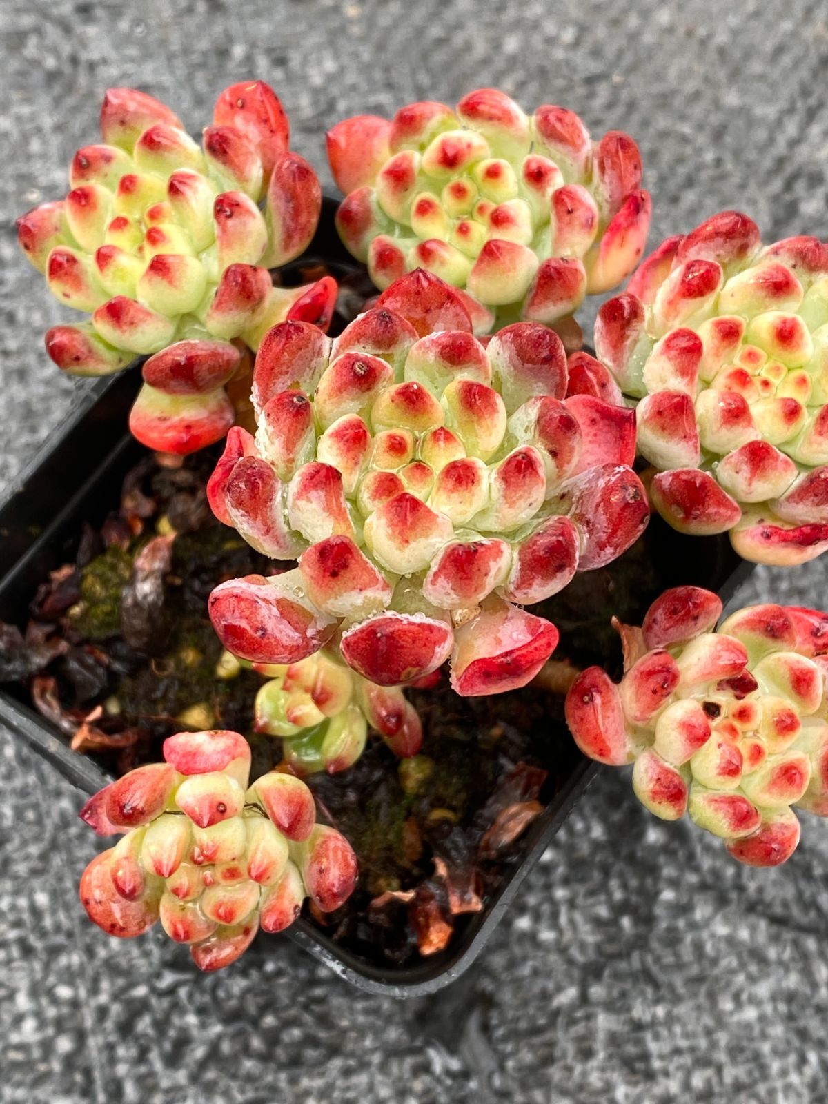 12鉢の抜き苗セット】青リンゴ 多肉植物 ヤマト宅急便発送 12鉢の抜き苗セット】青リンゴ 多肉植物 ヤマト宅急便発送