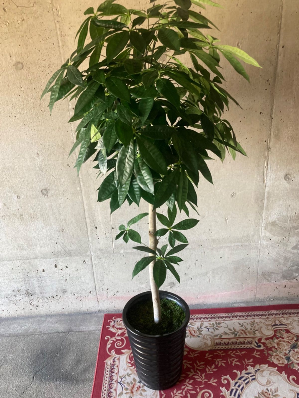 光触媒　人工観葉植物　ウォールグリーン　フェイクグリーン　パキラ15767 光触媒人工観葉植物ウォールグリーンフェイクグリーンパキラ15767