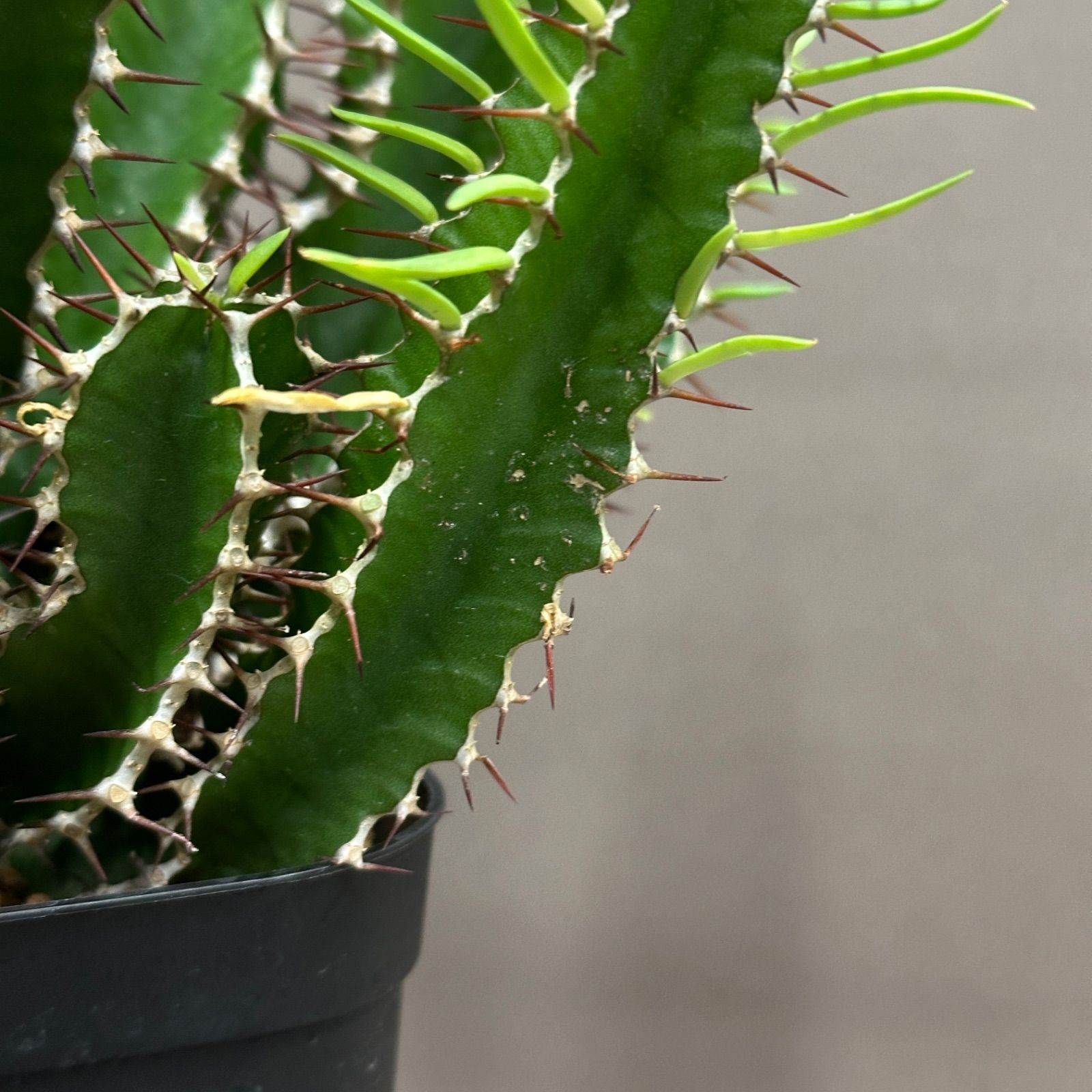 Euphorbia mlanjeana ユーフォルビア ムランジーナ 実生株 no.479-8
