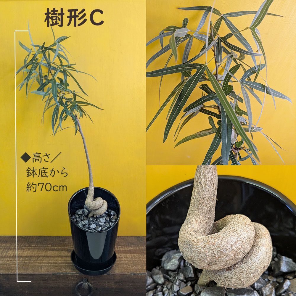 ブラキキトン　ボトルツリー　鉢皿付き おしゃれ 観葉植物：ブラキキトン ボトルツリー 鉢植え*受皿付