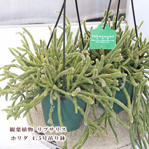 現品販売 観葉植物 リプサリス ホリダ 4.5号 吊り鉢 多肉植物 サボテン 個性的 室内 - メルカリ