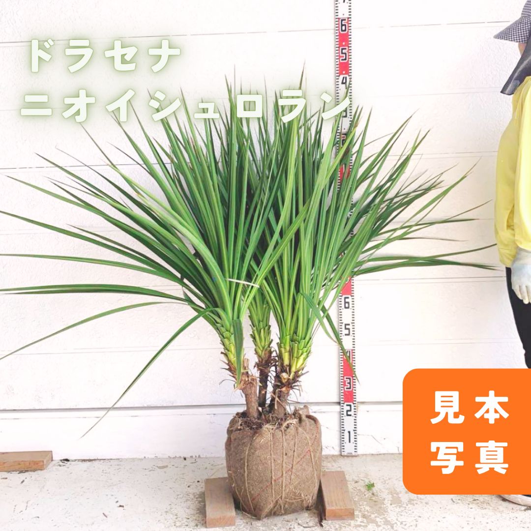 売り尽くし ドラセナ 株立ち シンボルツリー ヤシの木 ニオイシュロラン