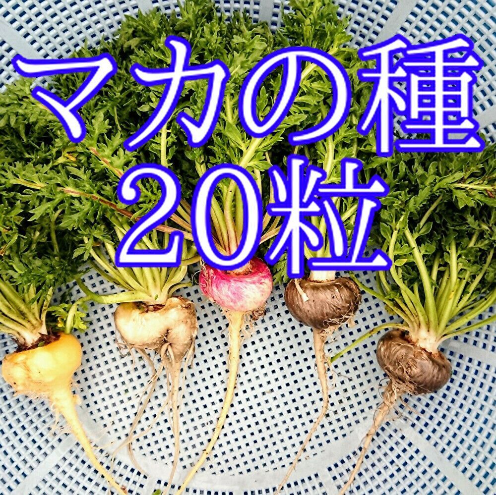 マカの種 20粒 コーティング種子 南米ペルー原産 - メルカリ