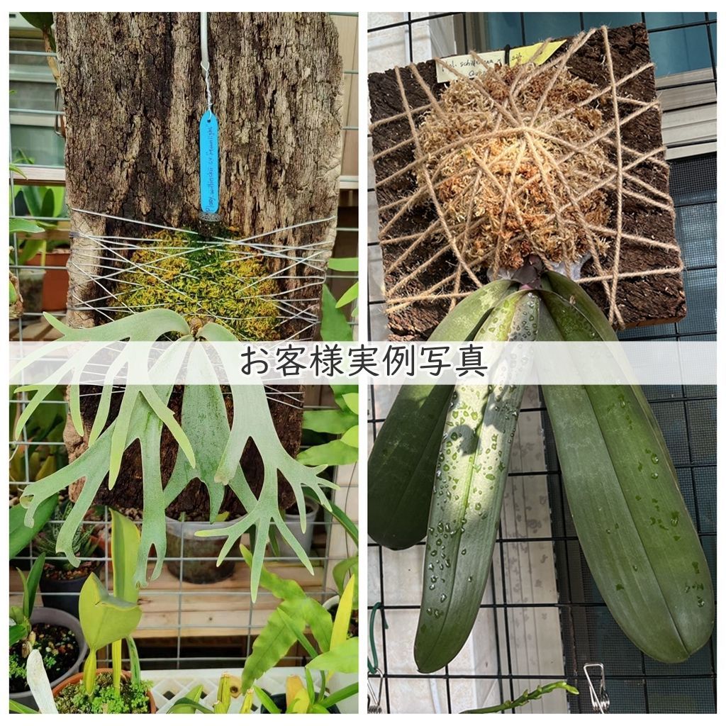 A599 ポルトガル産 高密度加工コルク板 コルク樹皮 バージンコルク