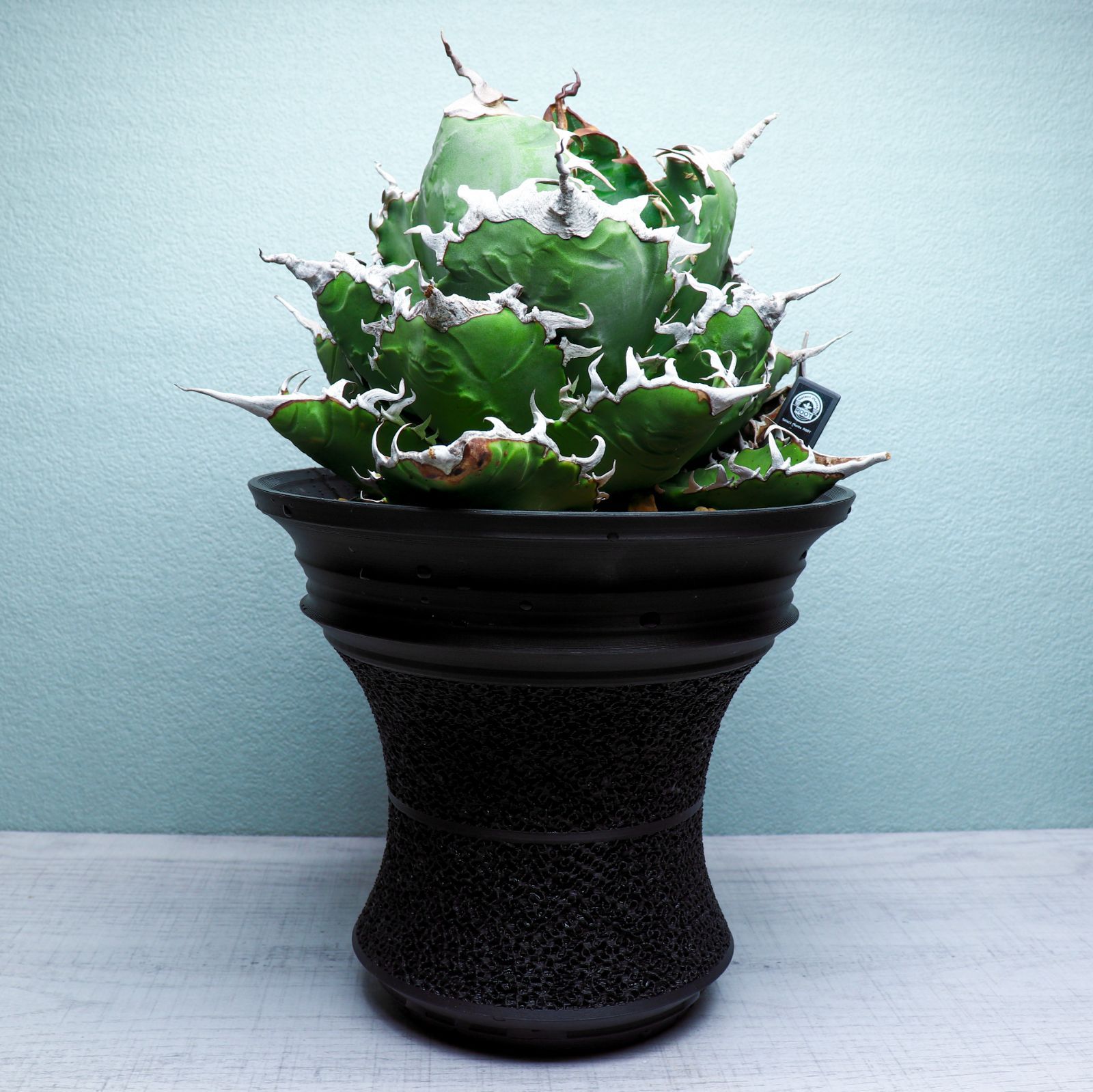 A*所様 アガベ リップルエフェクト　子株　サルミアナ　ハイブリッド アガベ サルミアナ リップルエフェクト 子株 ち*た様 アガベ