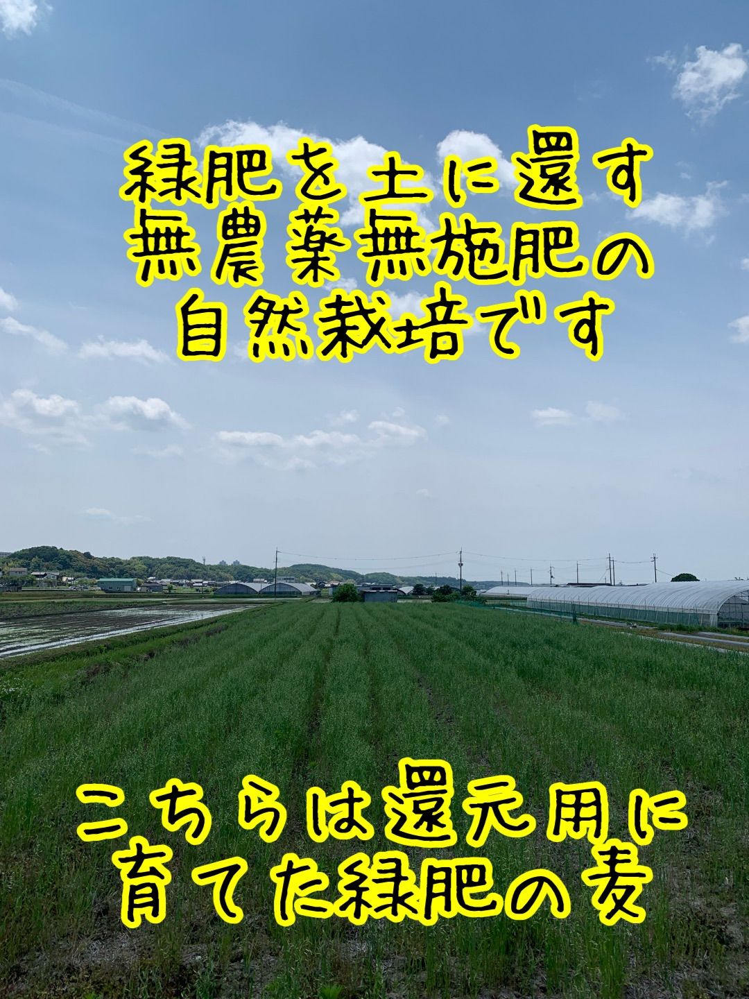イセヒカリ】玄米5kg 新米 令和6年度兵庫県産 無農薬無施肥の