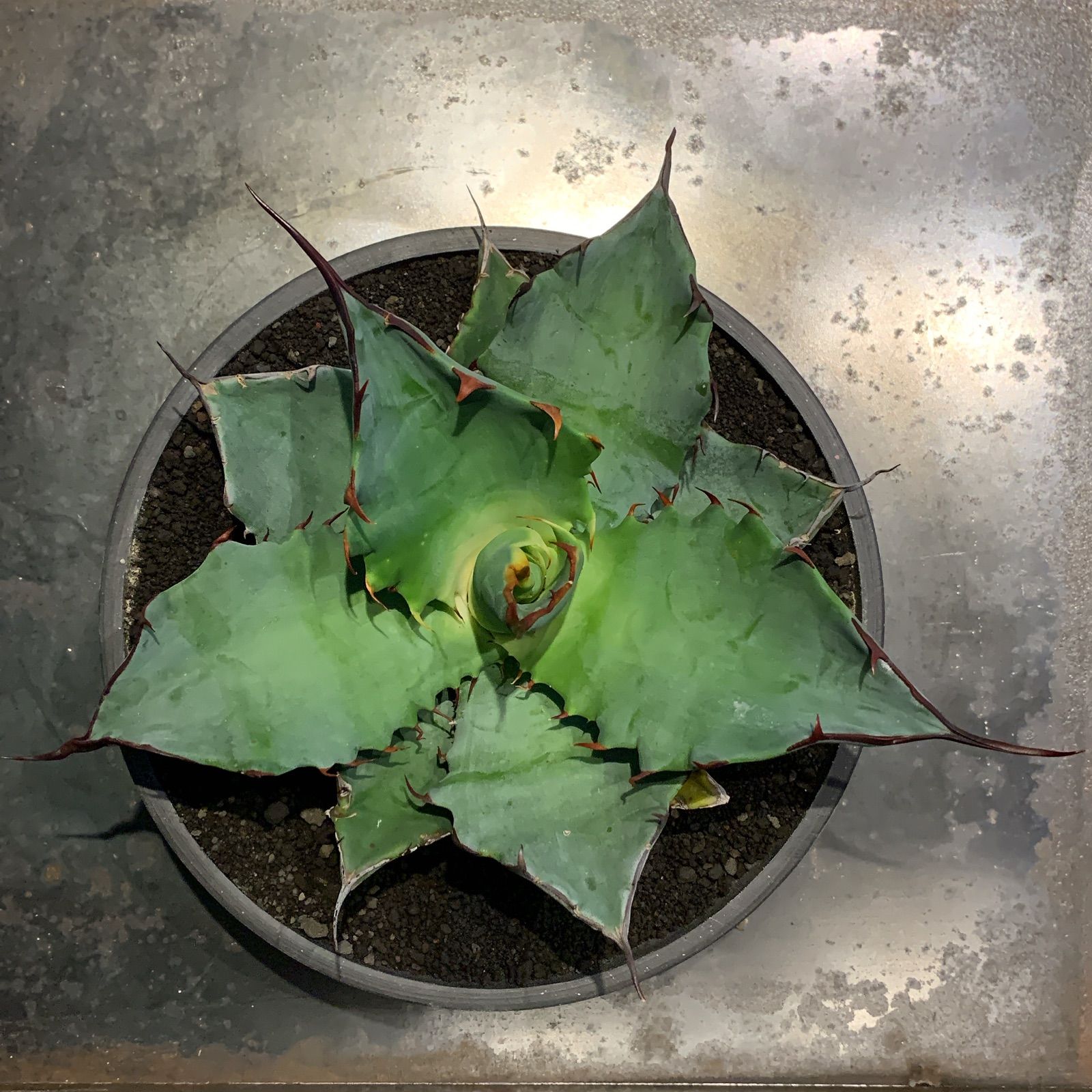 ブルーグローハイブリッド 大株 ブルーグローハイブリッド 大株 ブルーグローハイブリッド 大株