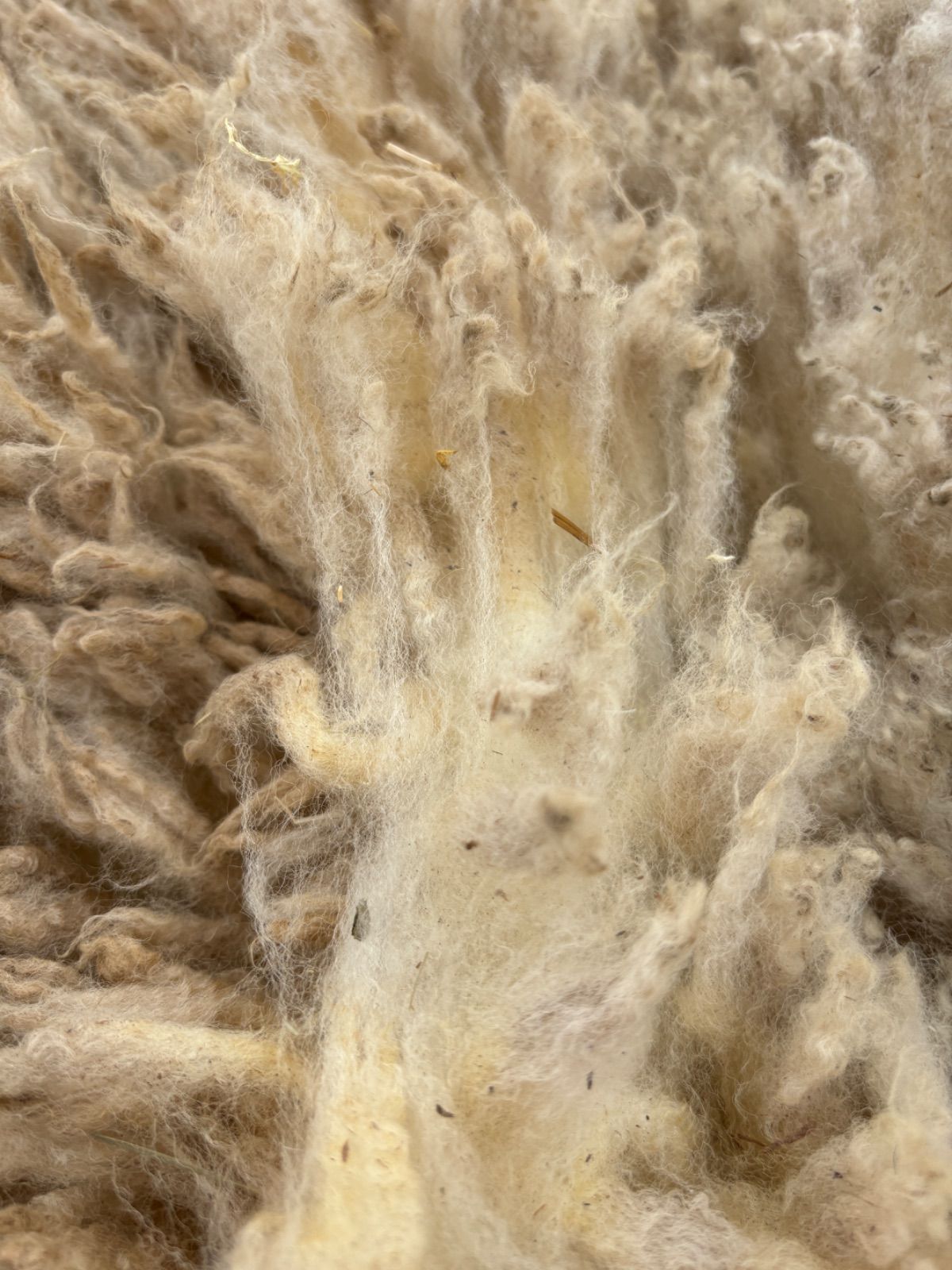 北海道産 テクセル種