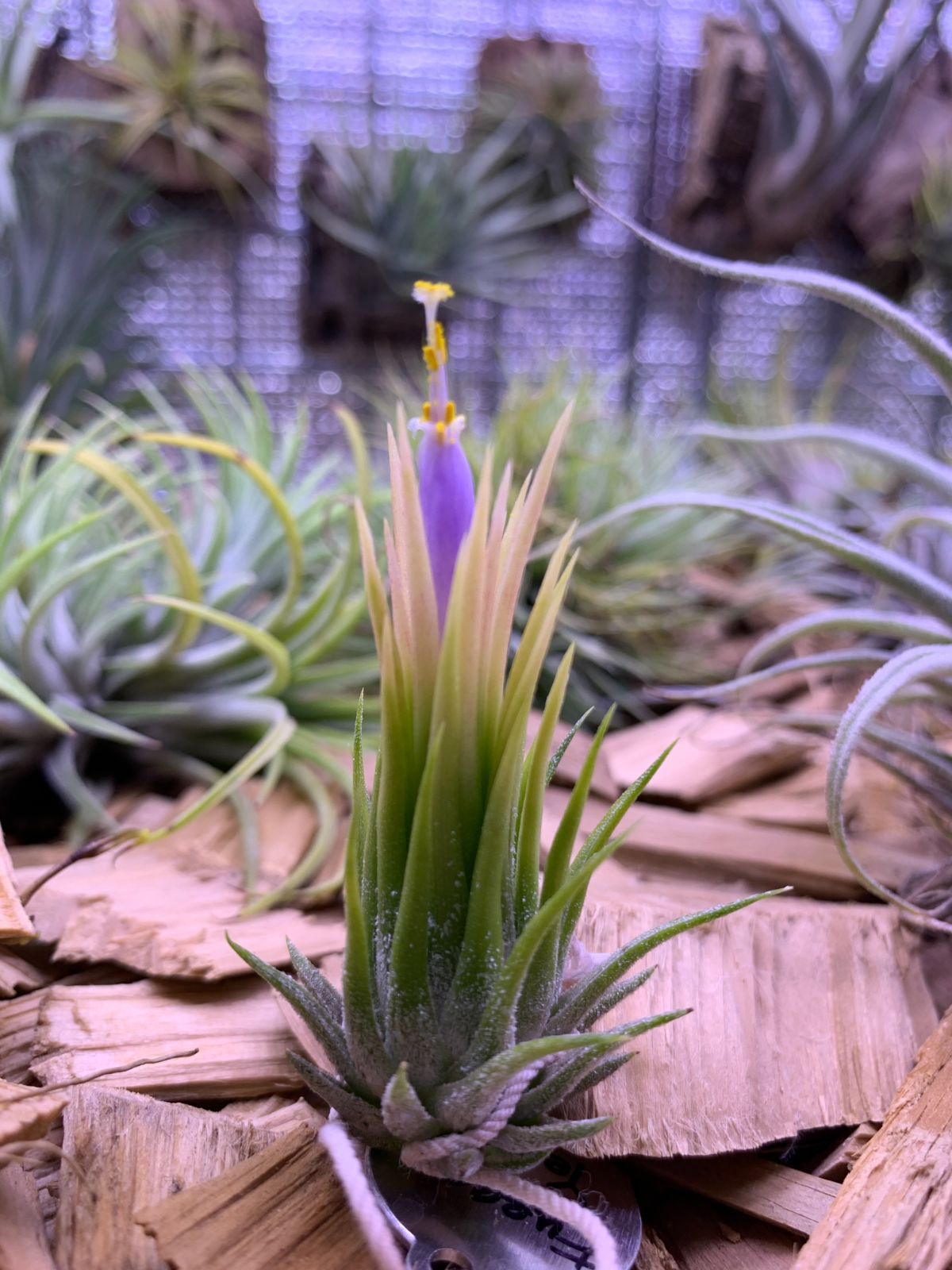 イオナンタ フエゴイエロー（T. ionantha Fuego Yellow） - G's Plants