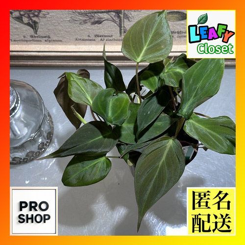 観葉植物 フィロデンドロン アンドレアナム(ビロードカズラ スタン