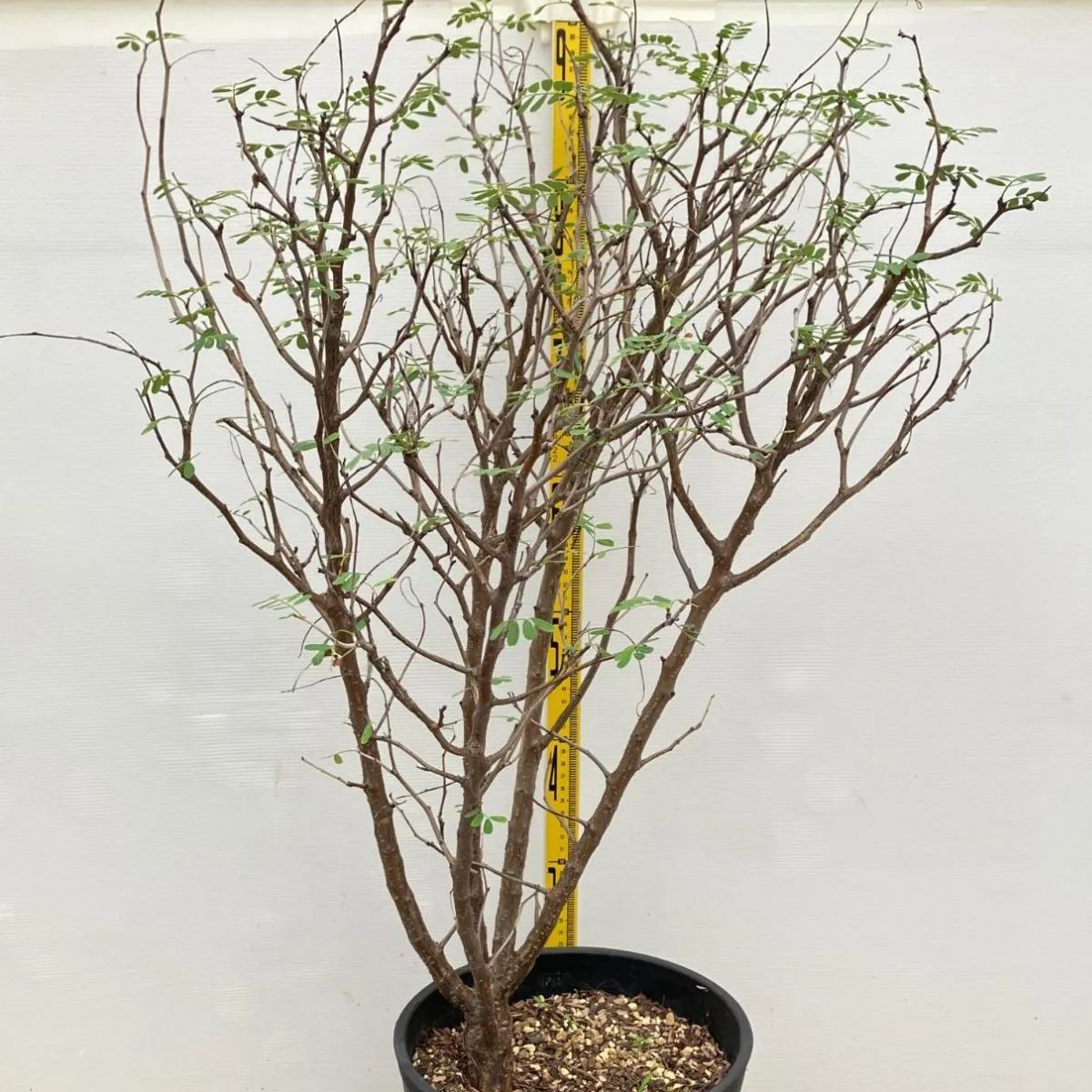 5656 「実生」センナ メリディオナリスXL 植え【種から発芽・発根・Senna meridionalis・葉落ちします】 - メルカリ