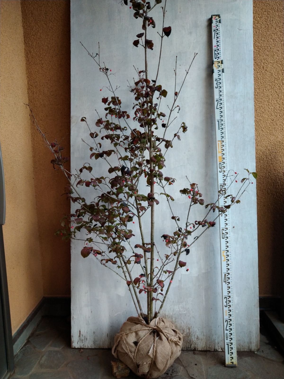 オトコヨウゾメ株立ち① ショップ オトコヨウゾメ株立ち①