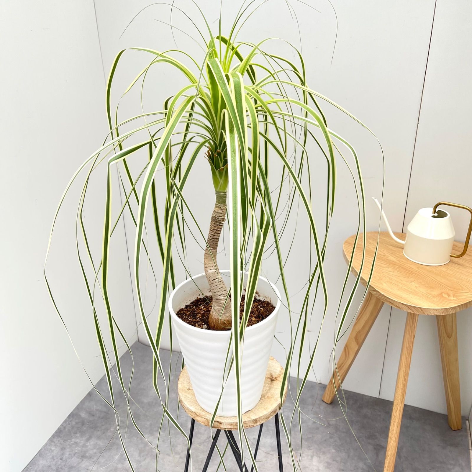 現品 トックリラン ノリナ 斑入り 30番 観葉植物 ドライガーデン 希少