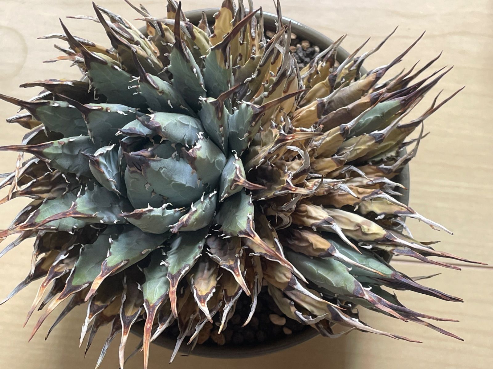 アガベ ユタエンシス エボリスピナ コンパクト良形 陽炎 発根済 アガベ