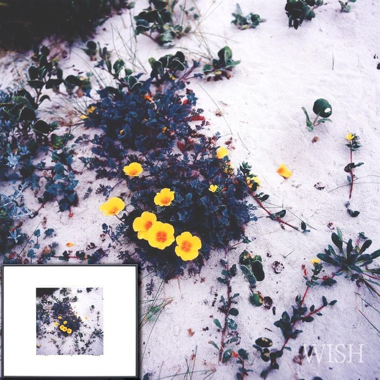 真作 WISH 加納典明 花 芸術写真 1995年作 直筆サイン 〇写真家 社会的注目 外で写真展 24092497