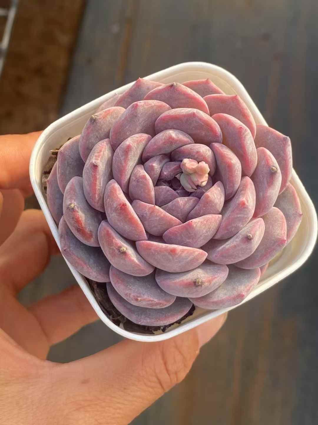 QS1010×50 オクヒョウハク 抜き苗 多肉植物 アエオニウム エケベリア 韓国苗