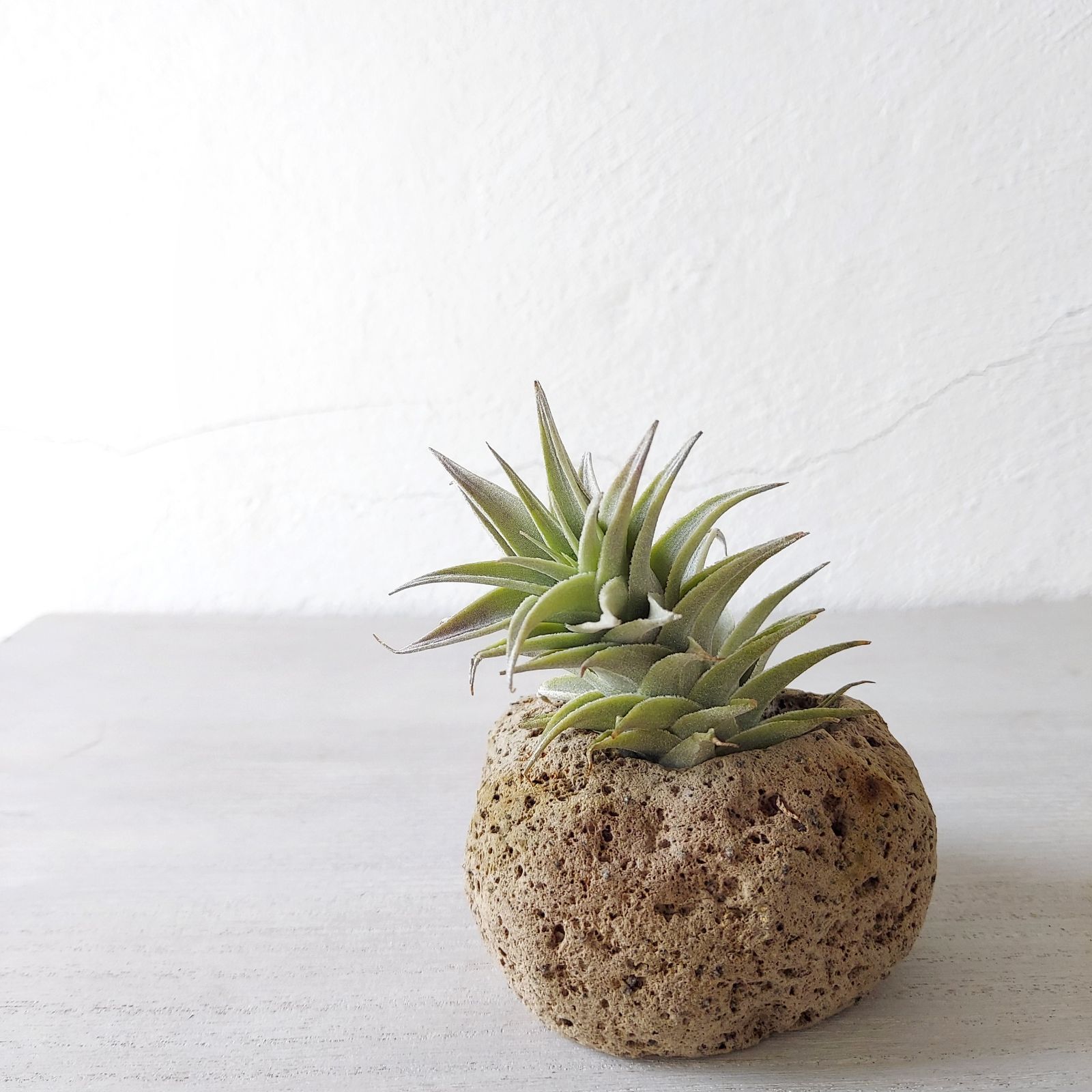 着生植物 インテリア