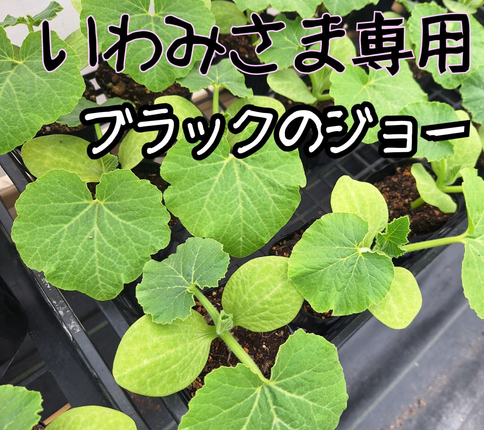 いわみさま Farm Ootomo かぼちゃ苗 ブラックのジョー ミニパプリカ苗