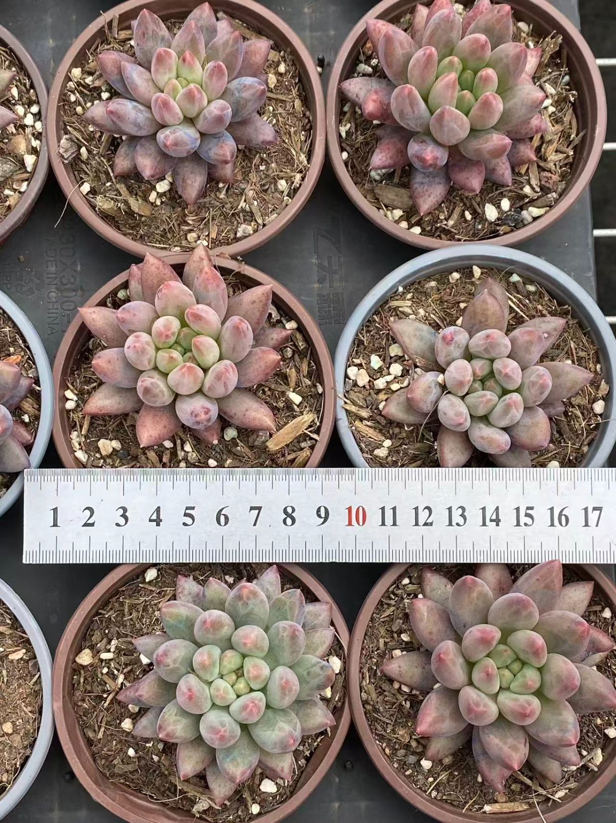 ZM1719×70 金魚姫 黄金っぽい 抜き苗 多肉植物 アエオニウム エケベリア 韓国苗 WWW_NOITHATQUANGTHANH_NET