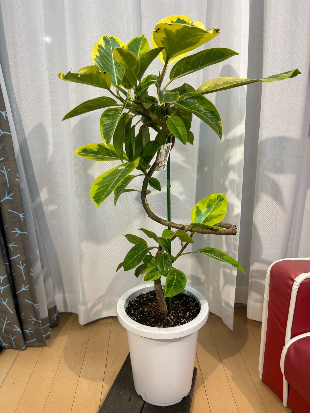 ベンガレンシスゴム(幹曲がり樹形)a37 現物販売 インテリア グリーン