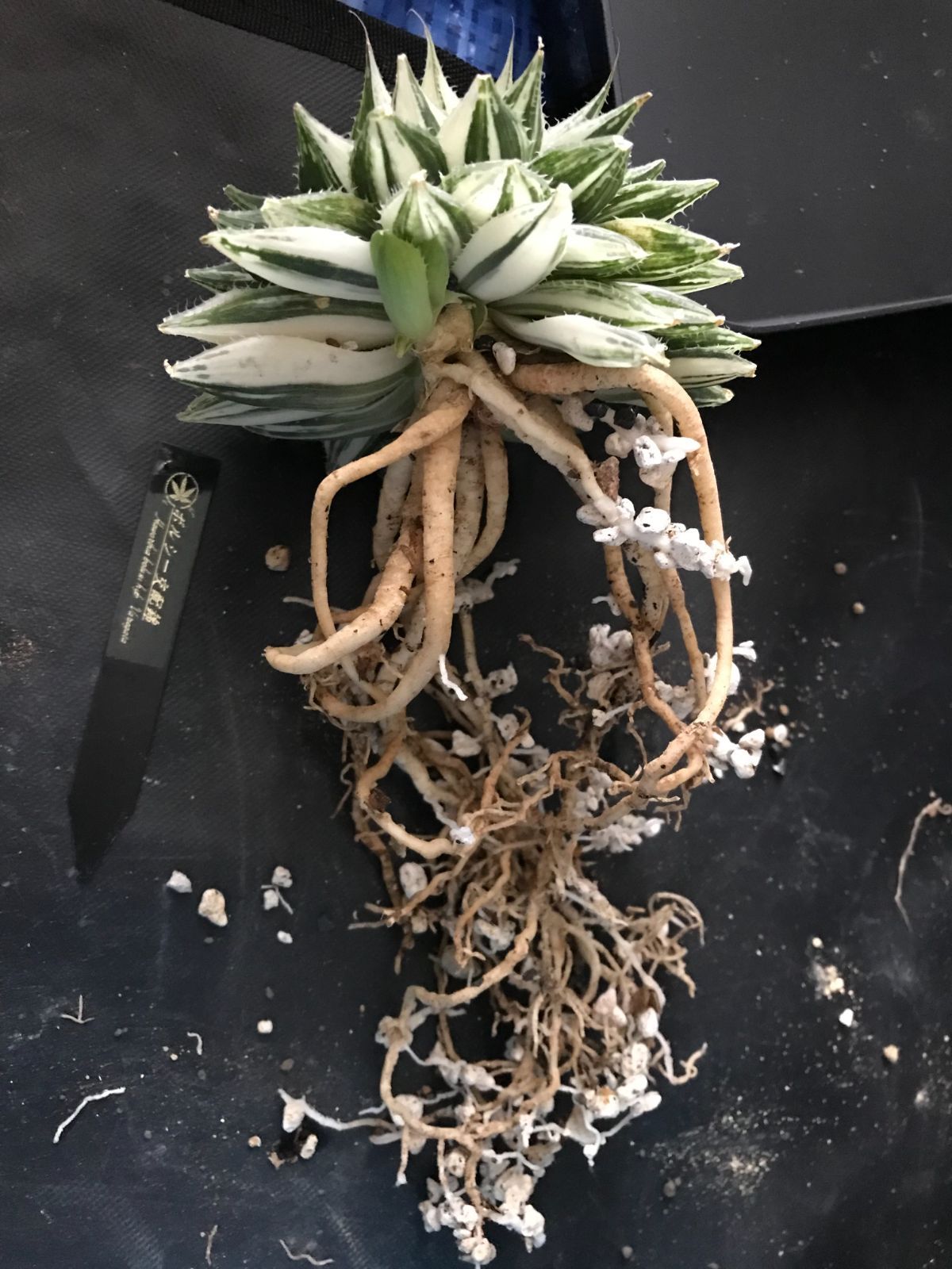 Haworthia / ボルシー交配錦 ハオルチア - メルカリ