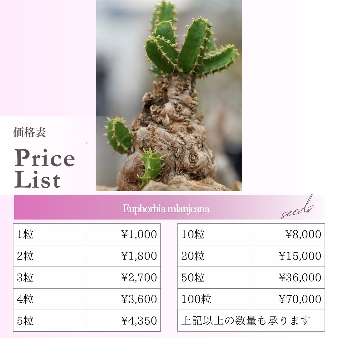 種子】ユーフォルビア ムランジーナ /セット割あり 数量1粒から