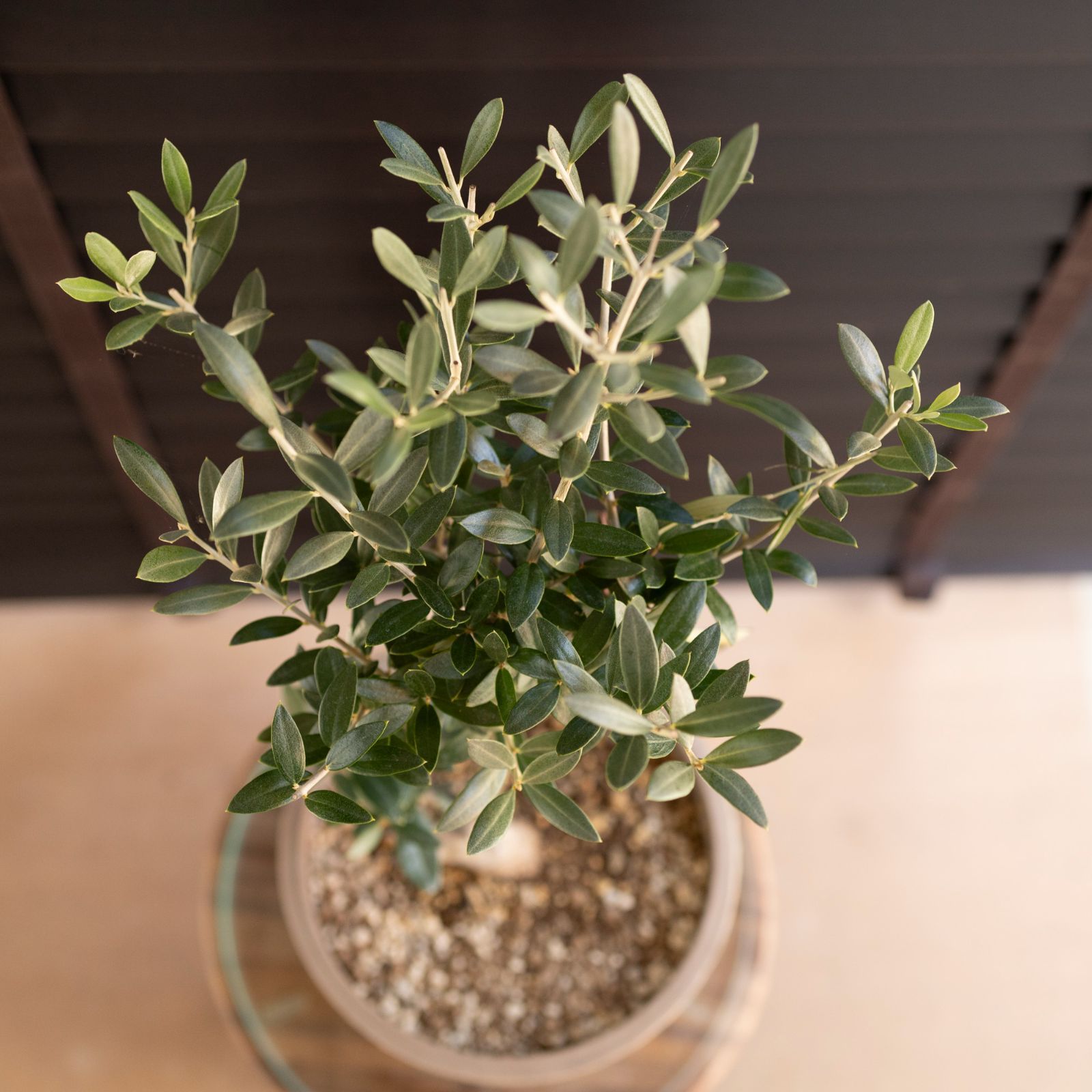 創樹 オリーブ Olive セントキャサリン 盆栽 SOUJU St.Catharine